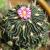 Avatar von Ivy_variegata