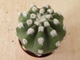 Avatar von kleiner-grner-kaktus